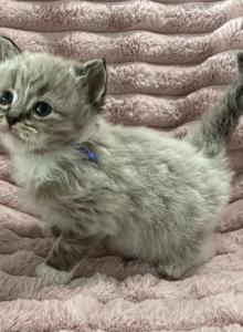 TICA Registered Blue Ribbon Male - Ragdoll Kitten For Sale - PA&comma; US