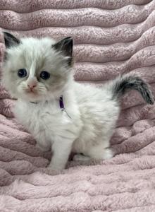 TICA Registered Purple Ribbon - Ragdoll Kitten For Sale - PA&comma; US