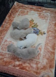 Ragdoll Kittens - Ragdoll Kitten For Sale - Delano&comma; CA&comma; US