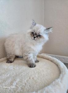 Kaya - Ragdoll Kitten For Sale - FL&comma; US