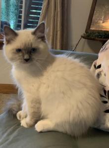 Leo - Ragdoll Kitten For Sale - Lebanon&comma; PA&comma; US