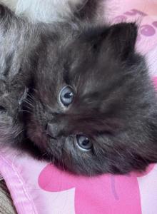 Black Male Perdoll - Persian Kitten For Sale - McKinney&comma; TX&comma; US