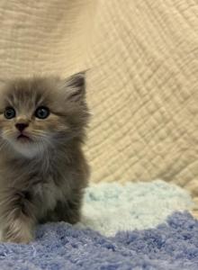 Felix - Ragdoll Kitten For Sale - Ozark&comma; MO&comma; US