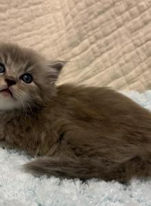 Felix - Ragdoll Kitten For Sale - Ozark&comma; MO&comma; US