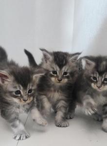 Cinderellas Helpers - Maine Coon Kitten For Sale - Longview&comma; WA&comma; US