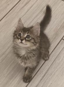 Percy - American Shorthair Kitten For Sale - Cordova&comma; TN&comma; US