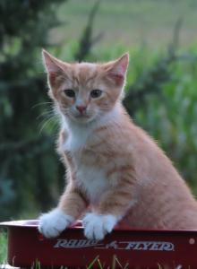 Jacoby - Domestic Kitten For Sale - Myerstown&comma; PA&comma; US