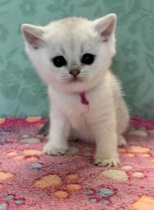 Eden - British Shorthair Kitten For Sale - OR&comma; US