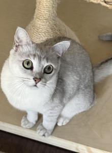 Echi - Burmilla Cat For Adoption - Greer&comma; SC&comma; US