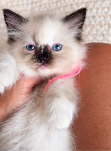 Dolly - Ragdoll Kitten For Sale - Cookeville&comma; TN&comma; US