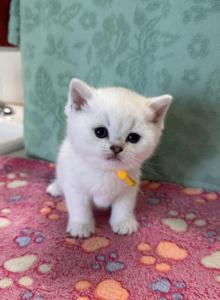 Evette - British Shorthair Kitten For Sale - OR, US Evette - British Shorthair Kitten For Sale - OR, US