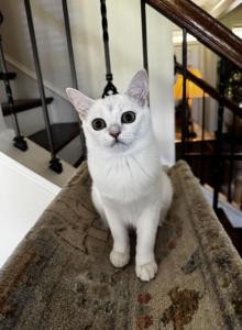 Flora - Burmilla Kitten For Sale - Greer&comma; SC&comma; US