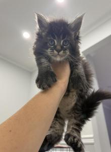 Jack - Maine Coon Kitten For Sale - Wrightstown&comma; NJ&comma; US