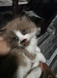 Tundra x Toffee - Ragdoll Kitten For Sale - Town Of Tonawanda&comma; NY&comma; US