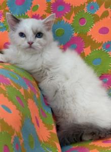 Blue eyes Snowboy - Ragdoll Kitten For Adoption - Auburn&comma; WA&comma; US