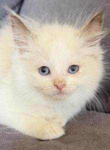TICA chocolate bicolor girl - Ragdoll Kitten For Sale - Lock Haven, PA, US TICA chocolate bicolor girl - Ragdoll Kitten For Sale - Lock Haven, PA, US