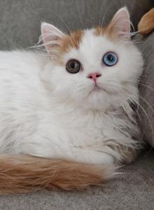 Boris - Scottish Straight Kitten For Sale - Rancho Bernardo&comma; CA&comma; US