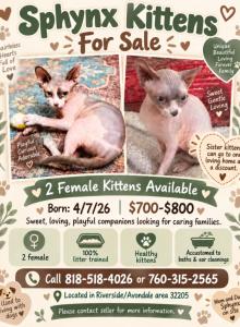 Zena and Ziggy - Sphynx Kitten For Sale - Jacksonville, FL, US Zena and Ziggy - Sphynx Kitten For Sale - Jacksonville, FL, US