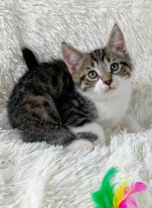Titan Persian mix Kitten - Persian Kitten For Sale - Rialto&comma; CA&comma; US