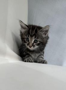 Adorable tabby kittens - Maine Coon Kitten For Sale - Acton&comma; MA&comma; US