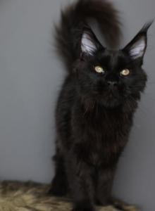Sirius - Maine Coon Kitten For Sale - NY&comma; US