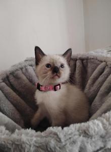 Perry's baby - Siamese Kitten For Sale - Merrill&comma; WI&comma; US