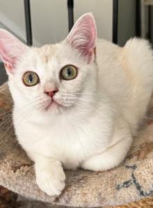 Flora - Burmilla Kitten For Sale - Greer&comma; SC&comma; US