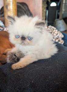 male - Persian Kitten For Sale - Mora&comma; NM&comma; US