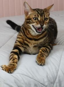 Biggie Smalls - Bengal Kitten For Sale - Hot Springs&comma; NC&comma; US