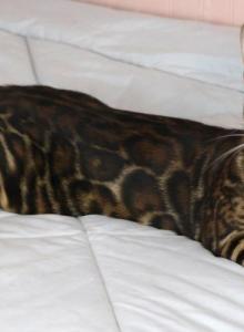 Biggie Smalls - Bengal Kitten For Sale - Hot Springs&comma; NC&comma; US