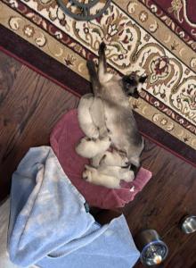 Pip Summer 26 Males - Siamese Kitten For Sale - Winder&comma; GA&comma; US