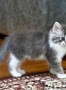 Bunny - Maine Coon Kitten For Sale - GA&comma; US