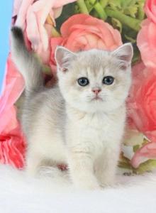 Tair - British Shorthair Kitten For Sale - Brooklyn&comma; NY&comma; US