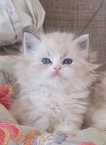 Honey - Ragdoll Kitten For Sale - San Jose&comma; CA&comma; US