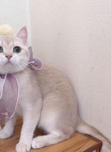 B080 - British Shorthair Cat For Sale - Los Angeles&comma; CA&comma; US