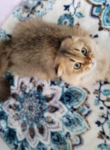 Jr Prince - Scottish Fold Kitten For Sale - Cleveland&comma; OH&comma; US