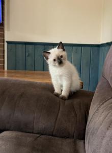 Muffin - Siamese Kitten For Sale - Morristown&comma; NJ&comma; US
