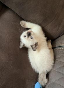 Cocoa Puff - Siamese Kitten For Sale - Maclean&comma; VA&comma; US