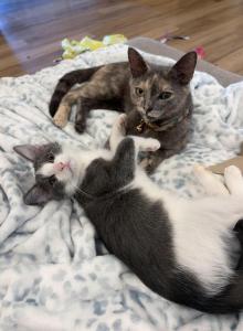 Sonic and Cupid - Domestic Kitten For Sale - Jesup&comma; GA&comma; US