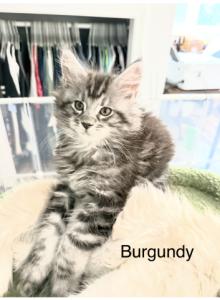 Echo and Coco kittens - Maine Coon Kitten For Sale - Brookfield&comma; OH&comma; US