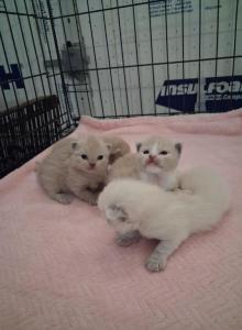 Ragdoll Kittens - Ragdoll Kitten For Sale - Delano, CA, US Ragdoll Kittens - Ragdoll Kitten For Sale - Delano, CA, US