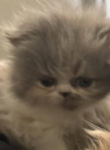 Legacy - Persian Kitten For Sale - Oklahoma City&comma; OK&comma; US