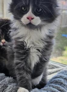 Maestro - Maine Coon Kitten For Sale - San Antonio&comma; TX&comma; US