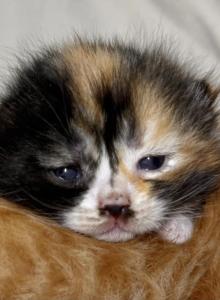 Thing 1 babies - Munchkin Kitten For Sale - ATL&comma; GA&comma; US
