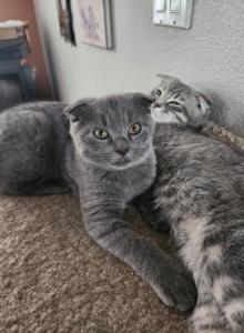 Jiggy - Scottish Fold Kitten For Sale - Molalla&comma; OR&comma; US