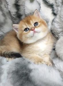Olya - British Shorthair Kitten For Sale - Rancho Bernardo&comma; CA&comma; US