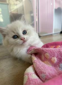 Polo - Ragdoll Kitten For Sale - Monrovia&comma; CA&comma; US