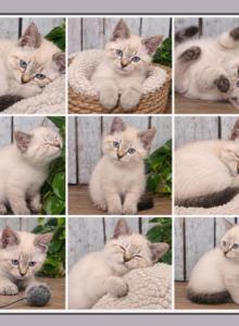 Female Ragdoll Siberian - Ragdoll Kitten For Sale - Eagan&comma; MN&comma; US