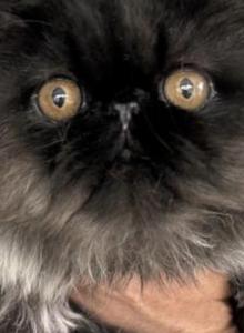 Black smoke - Persian Kitten For Sale - Clay&comma; PA&comma; US