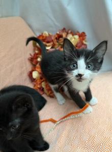 Beautiful kittens - Domestic Kitten For Sale - Acton&comma; MA&comma; US